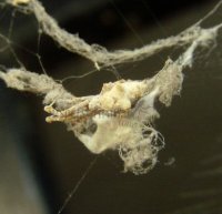 Hyptiotes paradoxus-3
