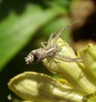 Uloboridae-3