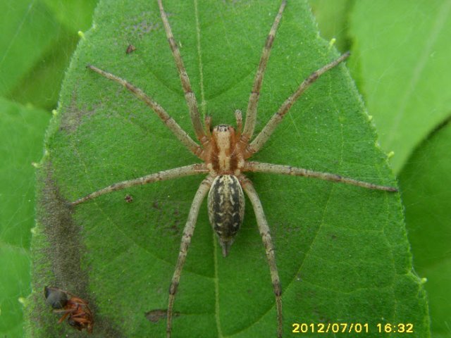 agelenidae