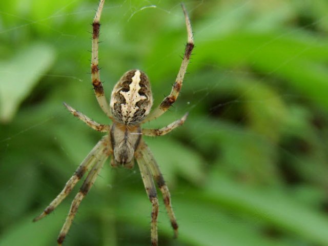 Araneidae