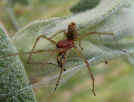 Cybaeidae