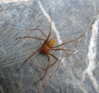 Loxoscelidae