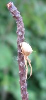 Uloboridae