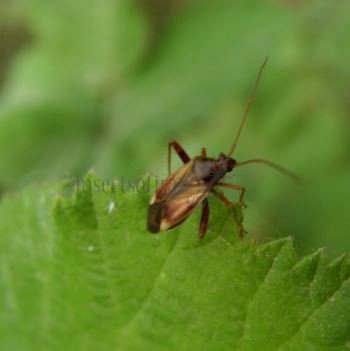 Adelphocoris lineolatus-2