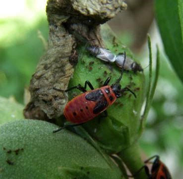 Pyrrhocoris apterus-3