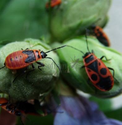 Pyrrhocoris apterus-4
