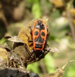 Pyrrhocoris apterus-5
