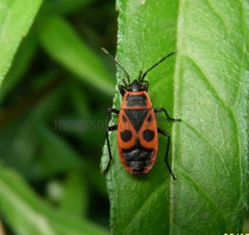 Pyrrhocoris apterus-7