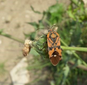 Lygaeus murinus -2