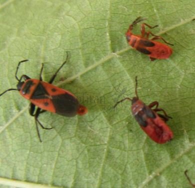 Pyrrhocoris apterus-2