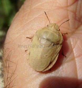 Eurygaster austriaca-1