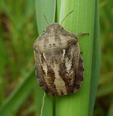 Eurygaster maura-2
