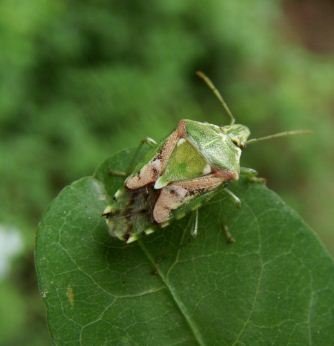 Acanthosomatidae