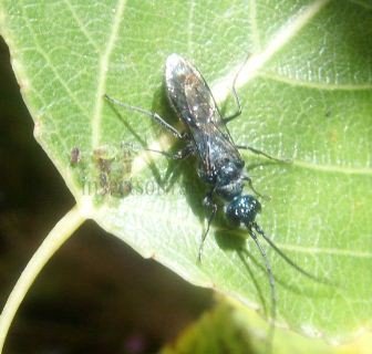 Ampulex sp-1