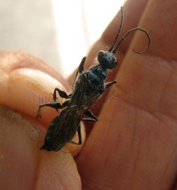 Ampulex sp-2