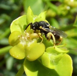 Brachymeria sp-1