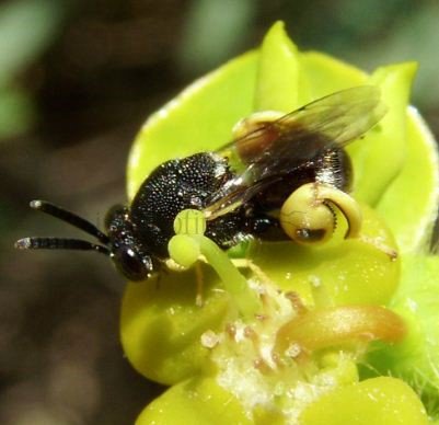 Brachymeria sp-2