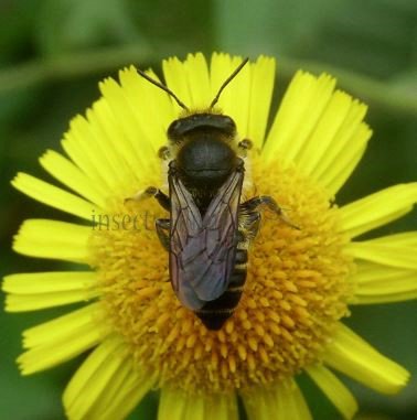 Megachile pyrenaea -1