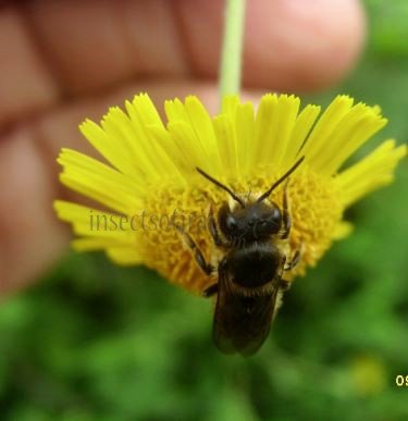 Megachile pyrenaea -3
