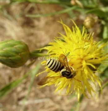 Paranthidium jugatorium-2
