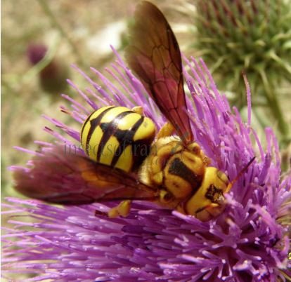 Trachusa larreae-6