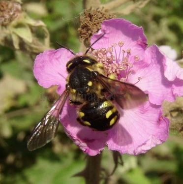Anthidium sp-18