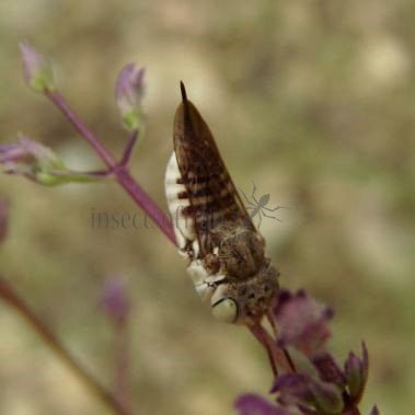 Coelioxys acanthura-1