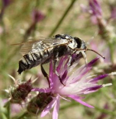 Coelioxys argentea -2