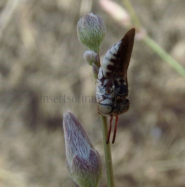 Coelioxys brevis -1