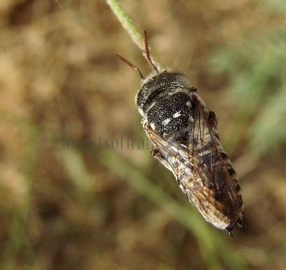 Coelioxys brevis  -2