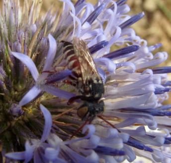 Coelioxys sp-5