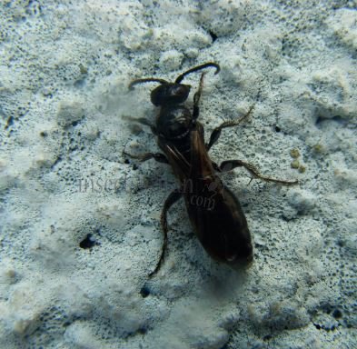 Anospilus orbitalis-1