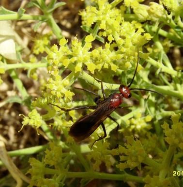 Agenioideus ruficeps -2