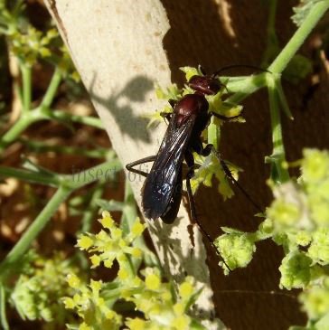 Agenioideus ruficeps -4