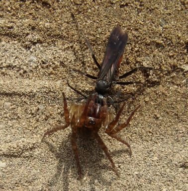 Agenioideus ruficeps -6