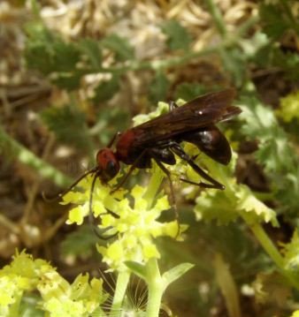 Agenioideus ruficeps -1