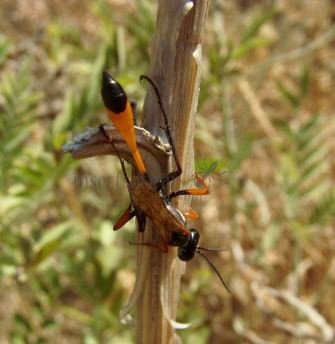Ammophila  heydeni-1