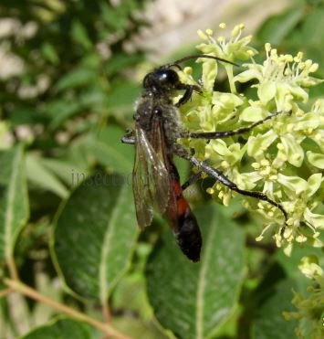 Ammophila sabulosa-2