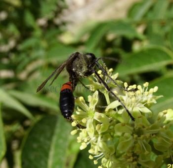 Ammophila sabulosa-3