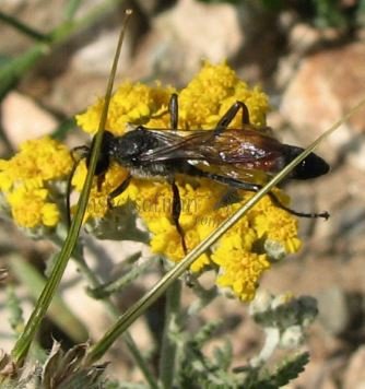 Ammophila sabulosa-4