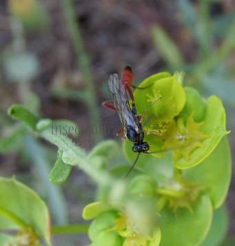 Ammophila sp -1