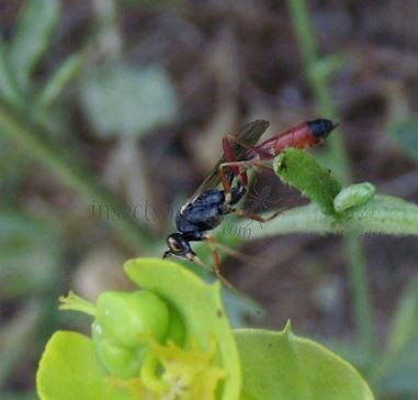 Ammophila sp-2