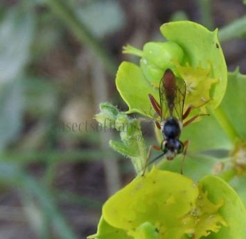 Ammophila sp-3