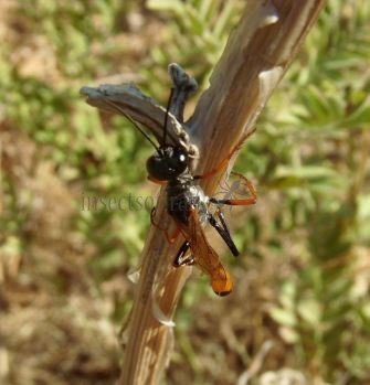 Ammophila heydeni -2