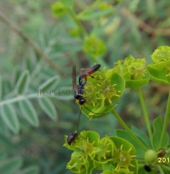 Ammophila terminata-2