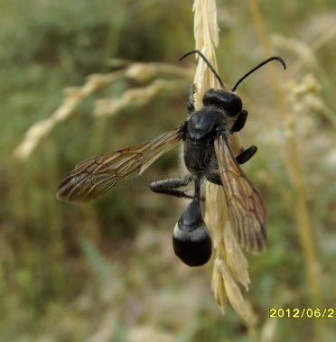 Isodontia mexicana -1