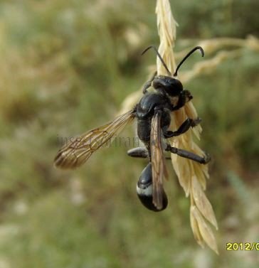 Isodontia mexicana -2