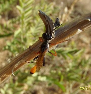 Ammophila heydeni -3