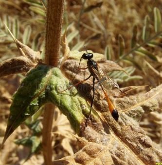 Ammophila heydeni -4