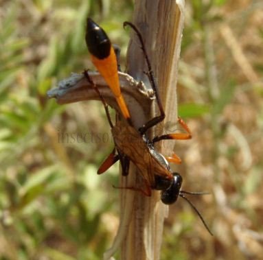 Ammophila  heydeni-1